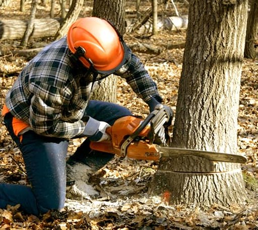 Tree Removal in Alta Vista, KS